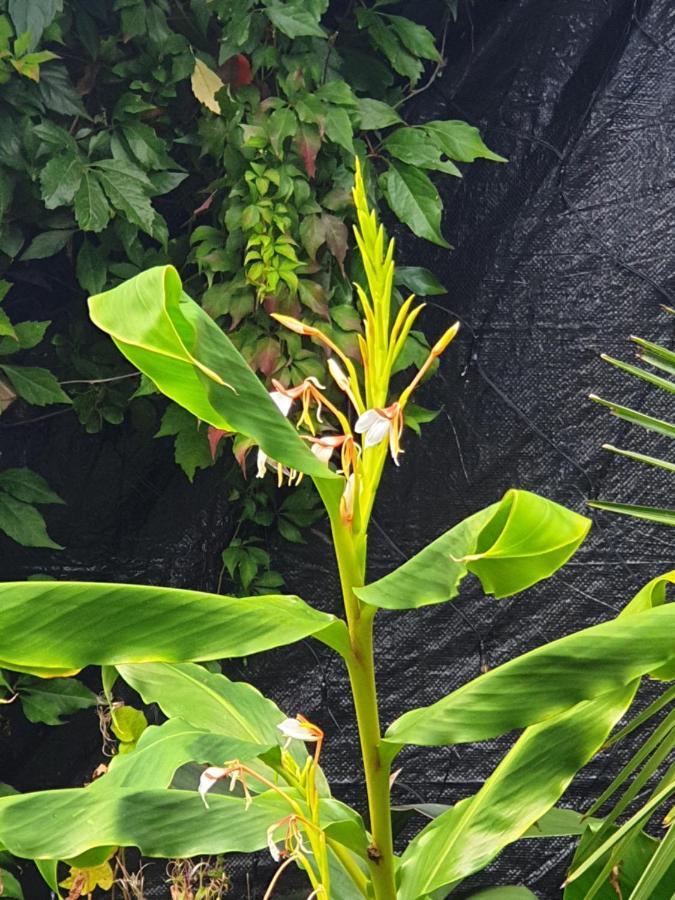 Tropical Garden Oasis Rooms Birmingham Exterior foto